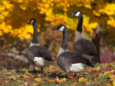 Birds of a feather forage together.