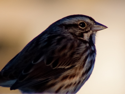 Just a touch of sunlight.