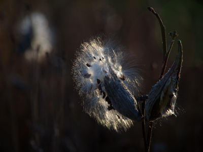As nature intended, there was a seedling stuck to me when I walked away.