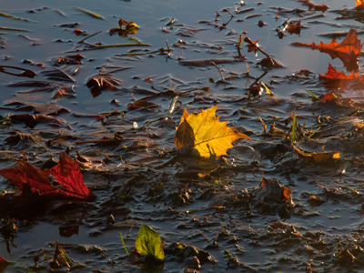 My dress shoes were a muddy mess when I was finished.