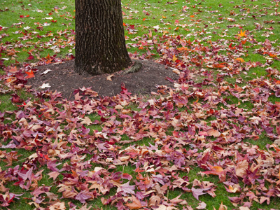 Today it was hard to tell if it was fall . . . 