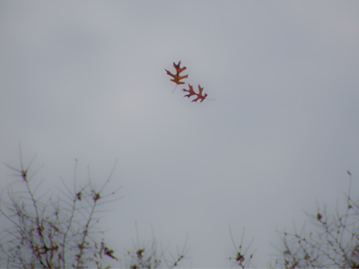 At least some don`t have to take their terminal tumble alone.