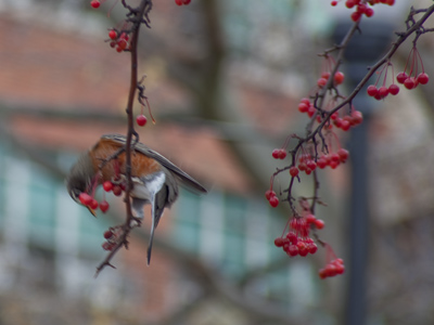 Every year as winter approaches, birds suddenly descend on trees like this and eat up all the berries.