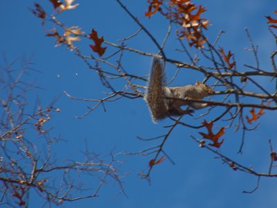 A successful leap from tree to tree.