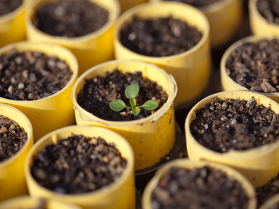 Next year`s seedlings.