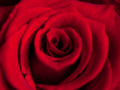 Did you see that movie `American Beauty`?