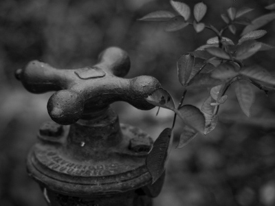 The sun never quite came out today.