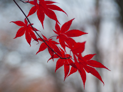 There are still three more weeks of autumn.