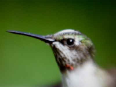 I know that people like Tim S., Anna B., Ron R. and Nita W. expect to see five new photos here every day.