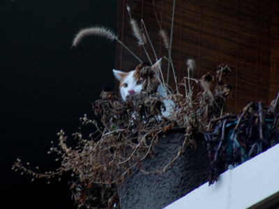 For Christmas, I grew you a cat.