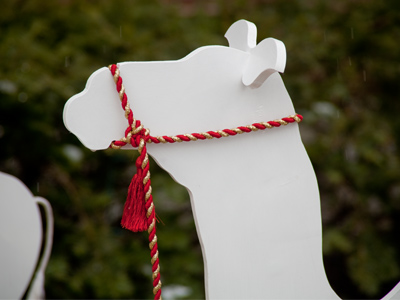 I`m giving my camels a new bridle for Christmas.