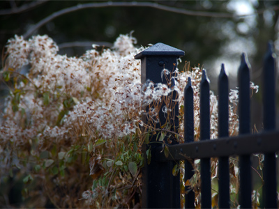 Some plants just don`t seem to care about winter.