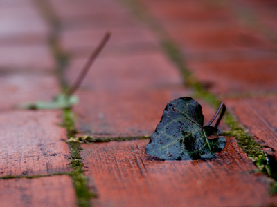 Thirty-seven degrees and rainy.  It might as well be spring.