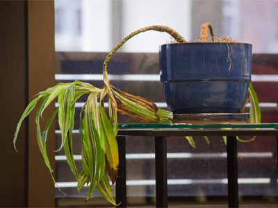 Rarely do I compare myself to potted plants, but neither of us do well in cold weather.