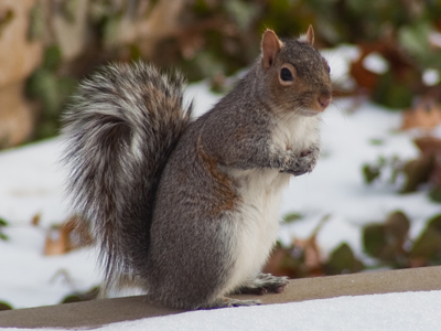 It`s 38 degrees:  squirrel not wearing earmuffs.