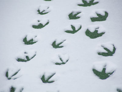 On the trail of the elusive three-legged goose.