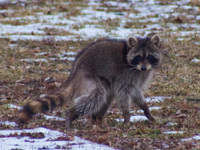A racoon out during the day, staggering and shaking, is not a healthy racoon.  I stayed far away.