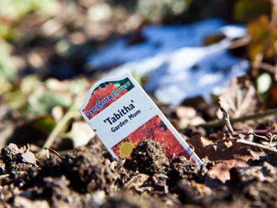 I am grateful for this well-timed reminder that spring will eventually come.  I wondered if I`d make it through January.