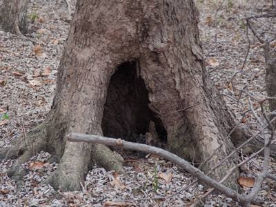 I waited around to see if the groundhog would give a second opinion.