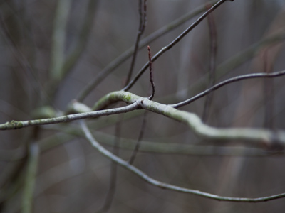 When it`s cold outside and I don`t try very hard and I end up with boring pictures, I feel bad.  Today it was cold, I tried pretty hard, and still got boring pictures, but I feel better.