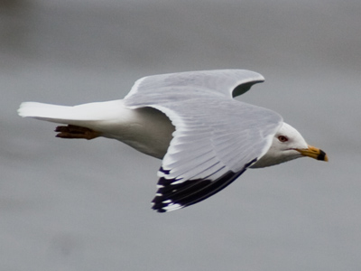 `There won`t be anything at the river,` I thought.  `Why am I walking toward the river?`  I often argue with myself.