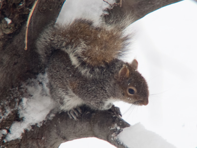 It ain`t easy bein` a squirrel.