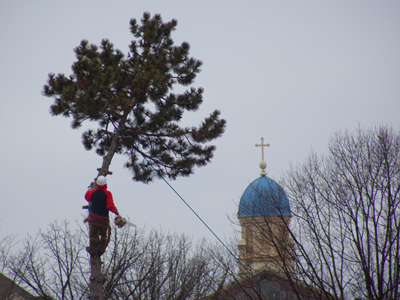 Why does progress mean that trees have to be cut down?