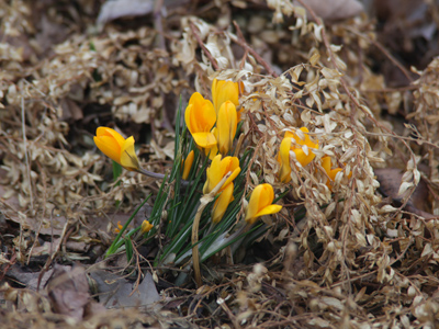 I hope that the cold won`t cause these crocuses to croak.