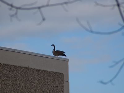 Returning geese are fighting over territory on campus.  Atop the library would be an ideal location, except they will eventually have to WALK their goslings to water.