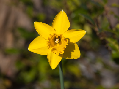 It`s happening!  It`s happening all around.  This is what I endured winter for.