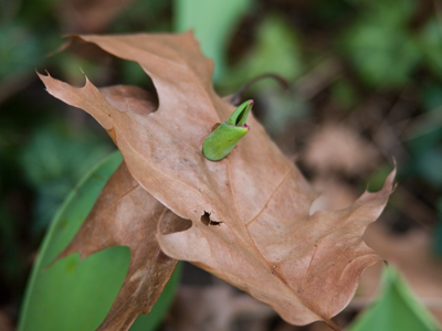 When tulips decide to sprout, they don`t let anything get in their way.
