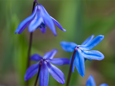 At toe-level in Oakwood.