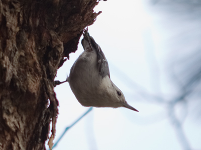 Some species of woodpeckers drill holes into trees and store acorns there for the winter . . . 
