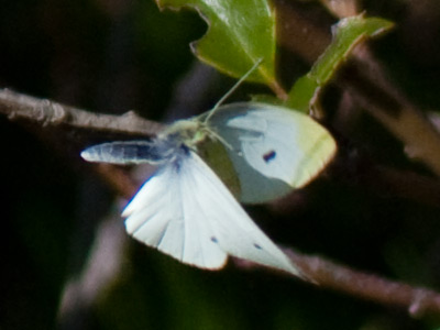 My first butterfly picture of the season is typically a cabbage white.  This was taken from about 12 feet away.