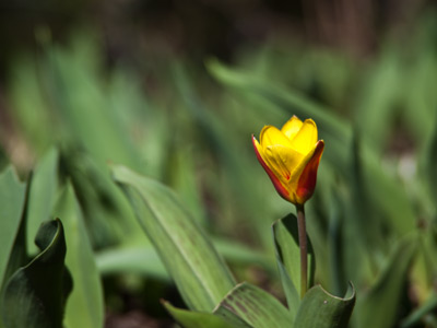 At ankle-level in Oakwood.