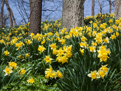 Among the very old trees there are very young flowers.