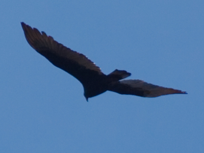 While photographing the very young flowers, a large shadow passed along the ground.  I looked up . . . 