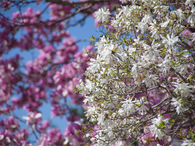 Raspberry and vanilla.