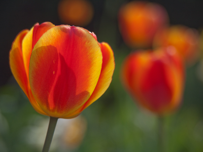 Flowers look best when photographed at their own level.