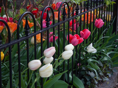 The owner of my building does a good job keeping it in bloom, but she does even better at her own house.