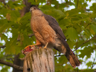 The terror of Jackson Street.