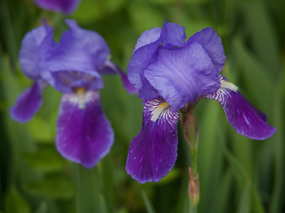 The beauty of Jackson Street.