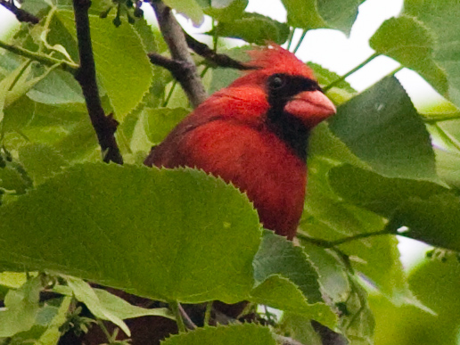 It flew, I followed.  It moved, I moved.  It sat, I waited.  It appeared, I shot.