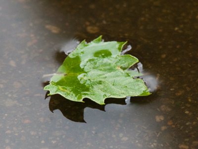 Taken during a lull in the rain storms.