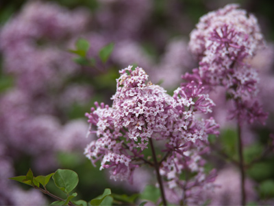 The frangrance hung thick and powerful in the air.