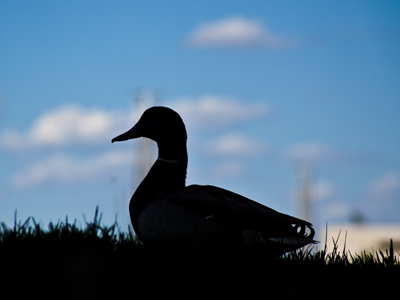 Beak and clouds, part 1.