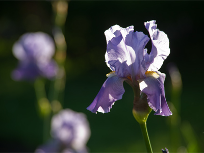 They turn sunlight into energy.  Why can`t we?