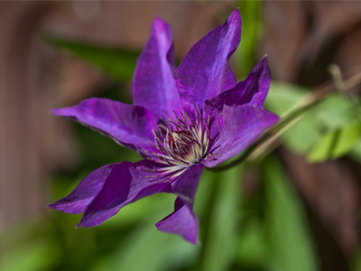 In yesterday`s photography workshop, I said I don`t really like pictures of single flowers because they lack context.