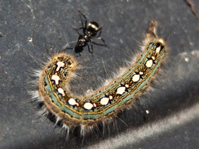 When species collide.