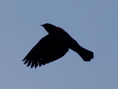 Red-winged blackbirds didn`t like me snooping around.